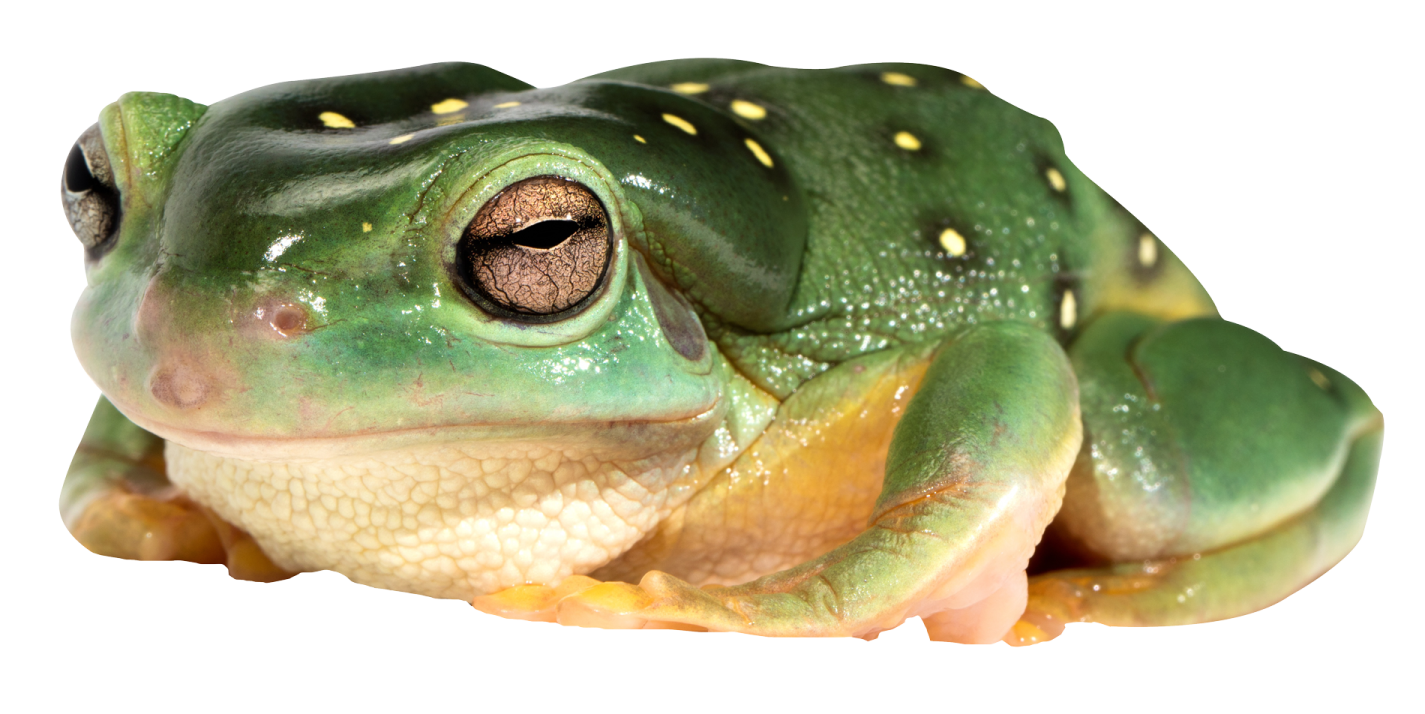 a close up of a green frog on a white background