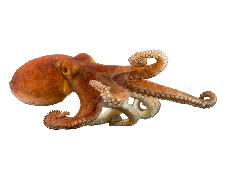 an octopus is laying down on the ground