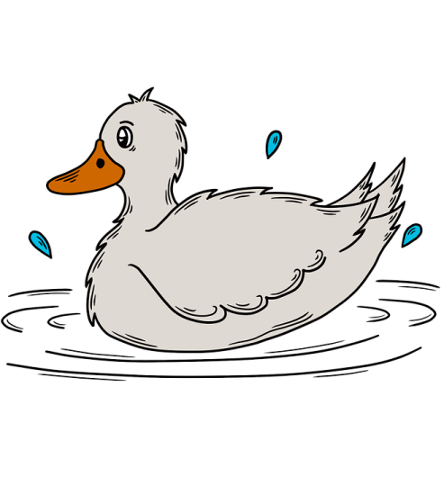 a duck swimming in the water