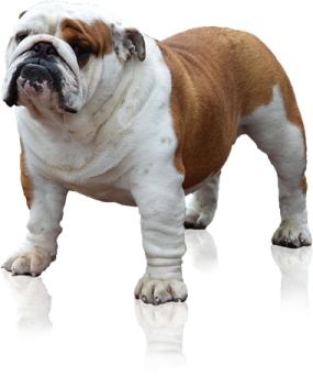 an english bulldog standing on a white surface