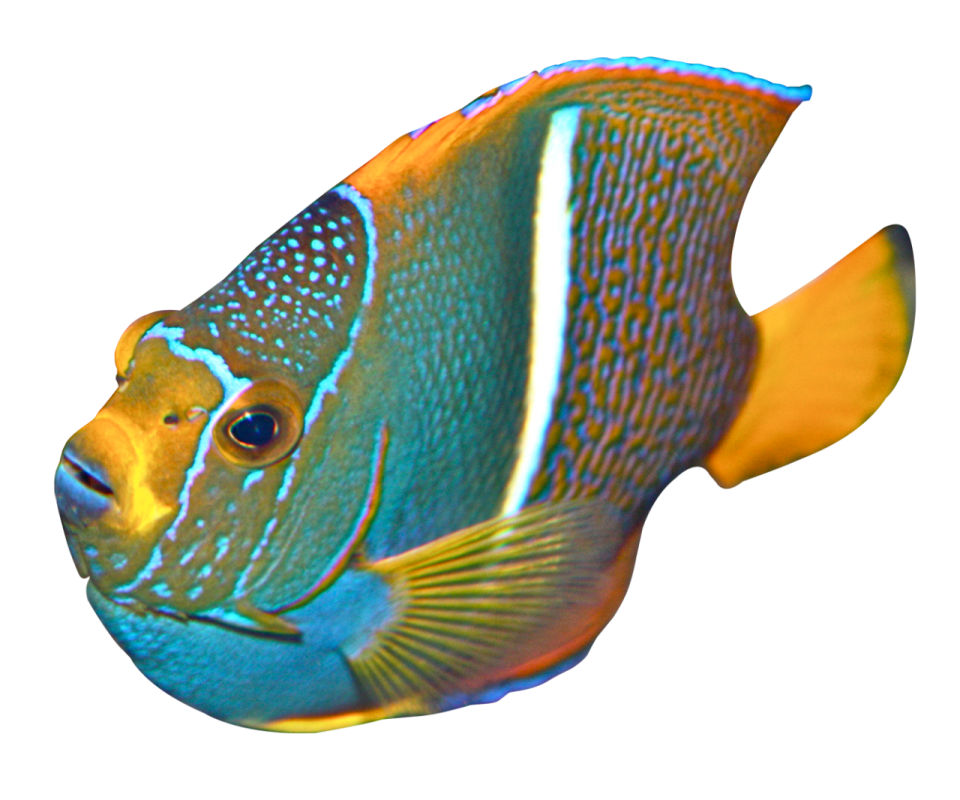 a close up of a fish on a white background
