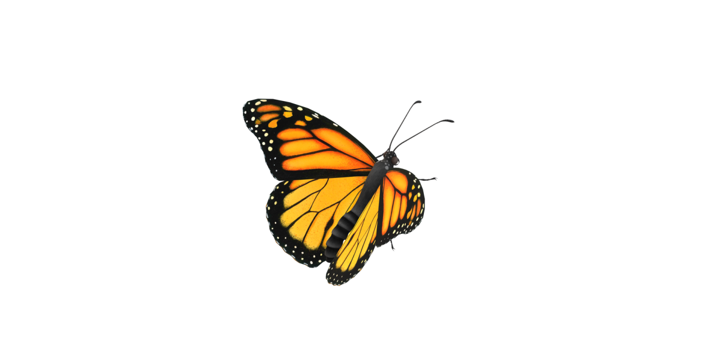 a monarch butterfly on a white background