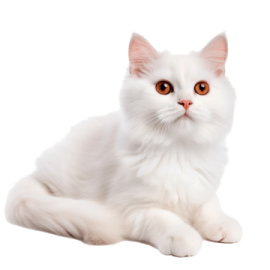 a white cat with orange eyes laying down