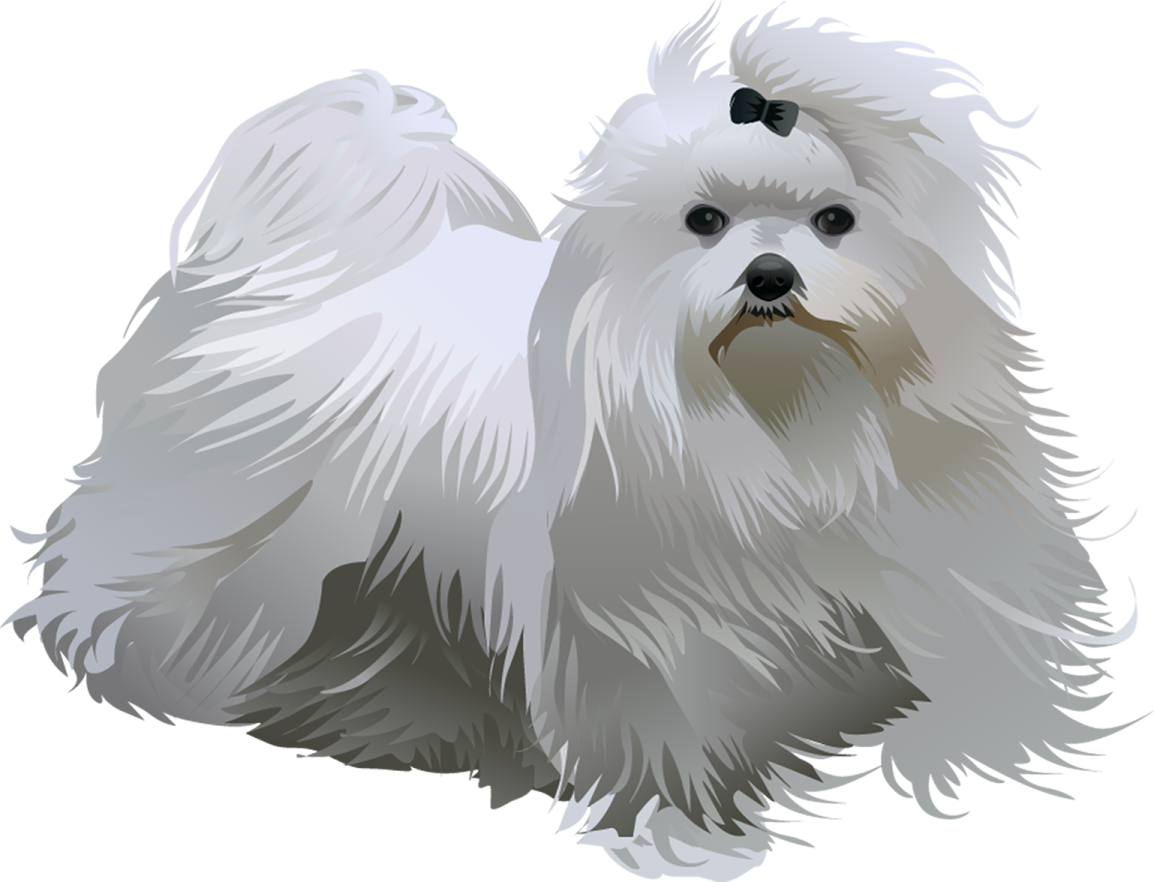 a white dog with long hair and black eyes