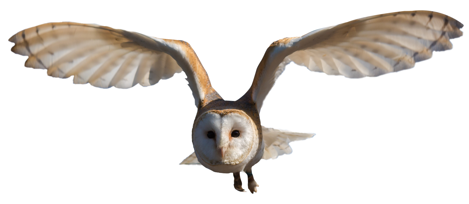 a barn owl in flight with its wings spread