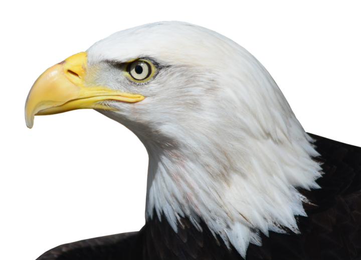 the head of a bald eagle