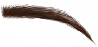 a close up view of a brown feather