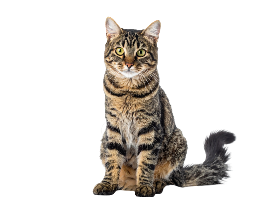 a cat sitting down and looking at the camera