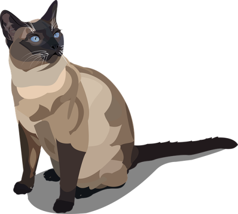 a cat with blue eyes sitting on the ground