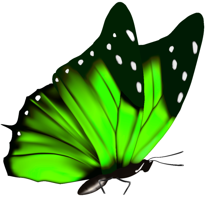 a green butterfly on a white background
