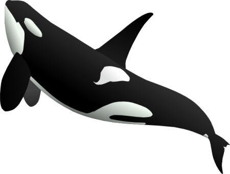 a black and white orca whale