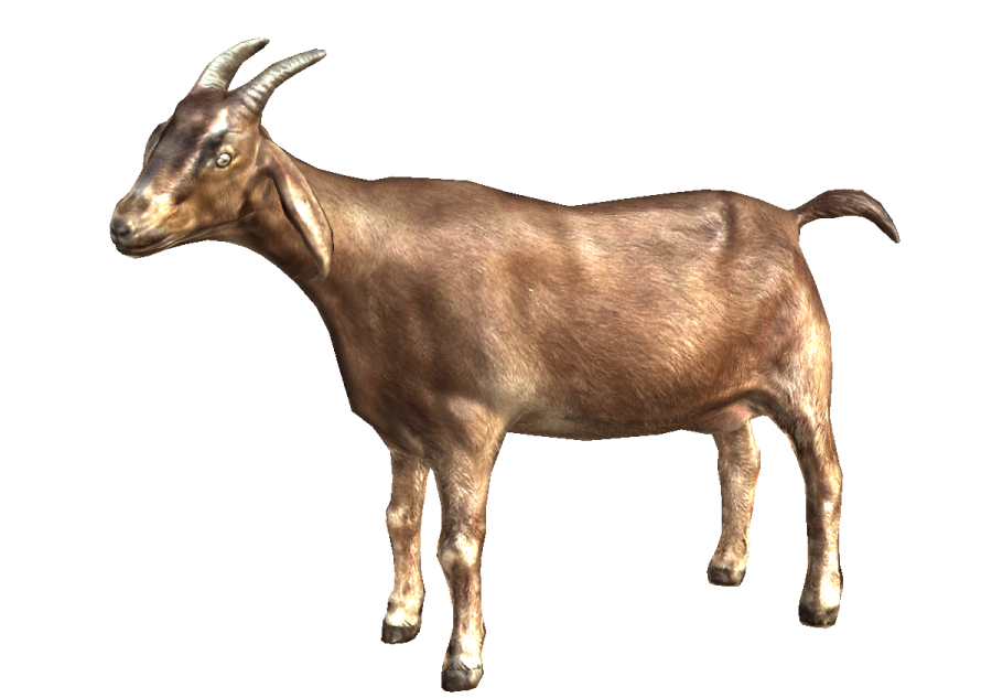 a goat standing in front of a white background