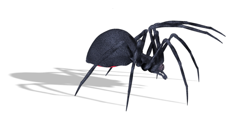 a black spider on a white background