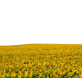 a field of sunflowers