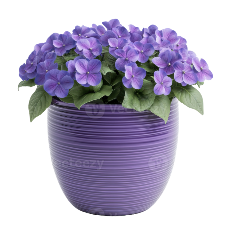 a purple pot with purple flowers in it