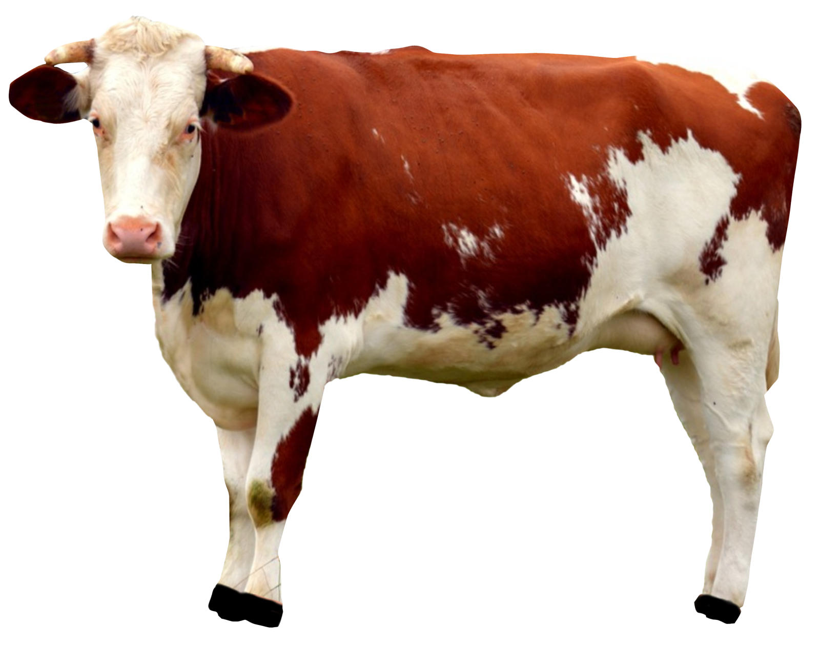 a brown and white cow standing in front of a white background