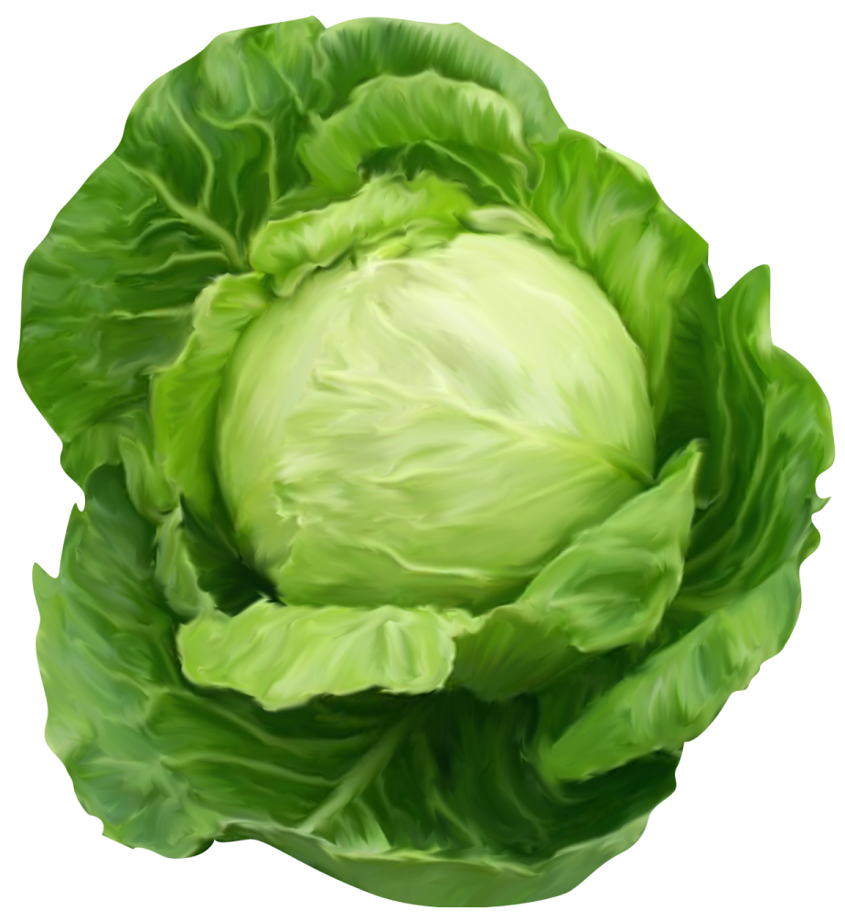 a head of cabbage