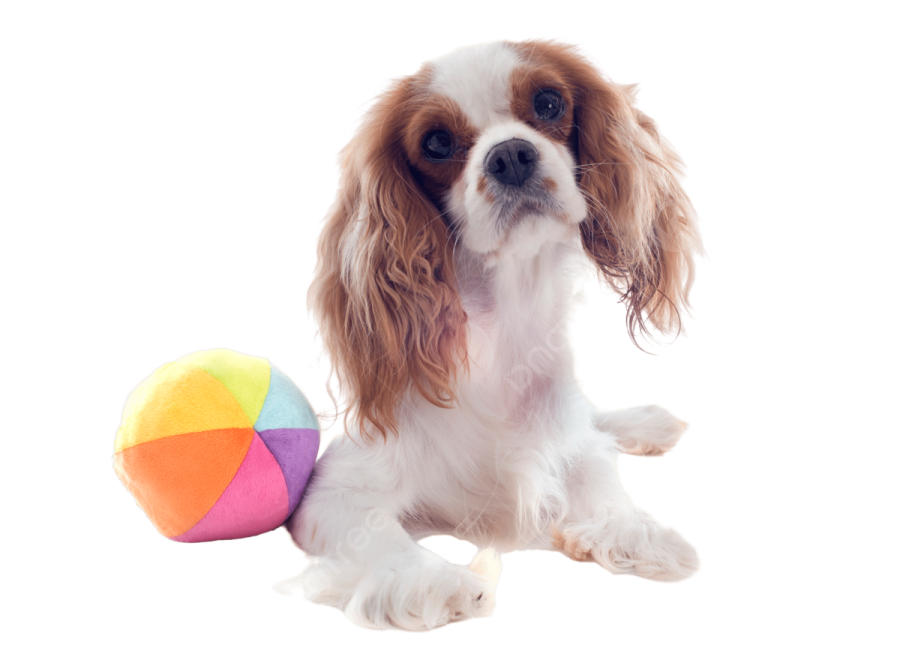 a small dog with a ball in its mouth