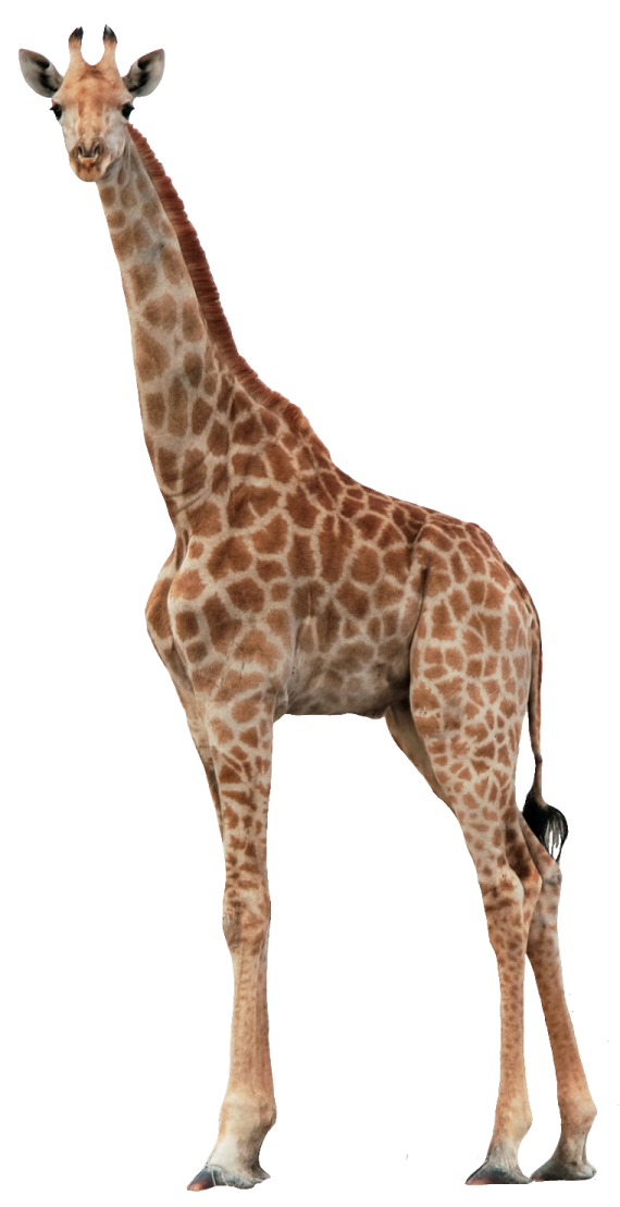 the gi is brown