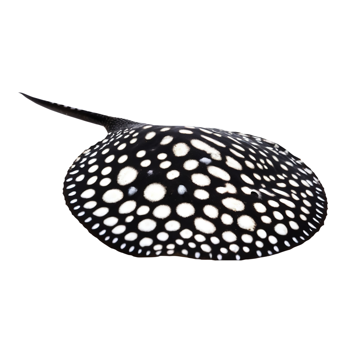 a black and white spotted sting fish