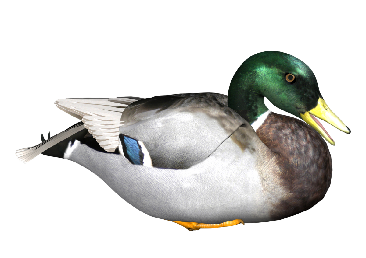 a duck is standing on a white surface