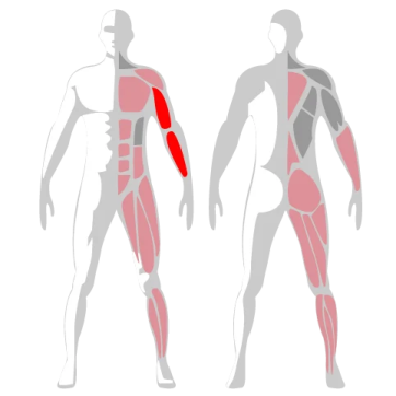 a diagram of the muscles and their functions