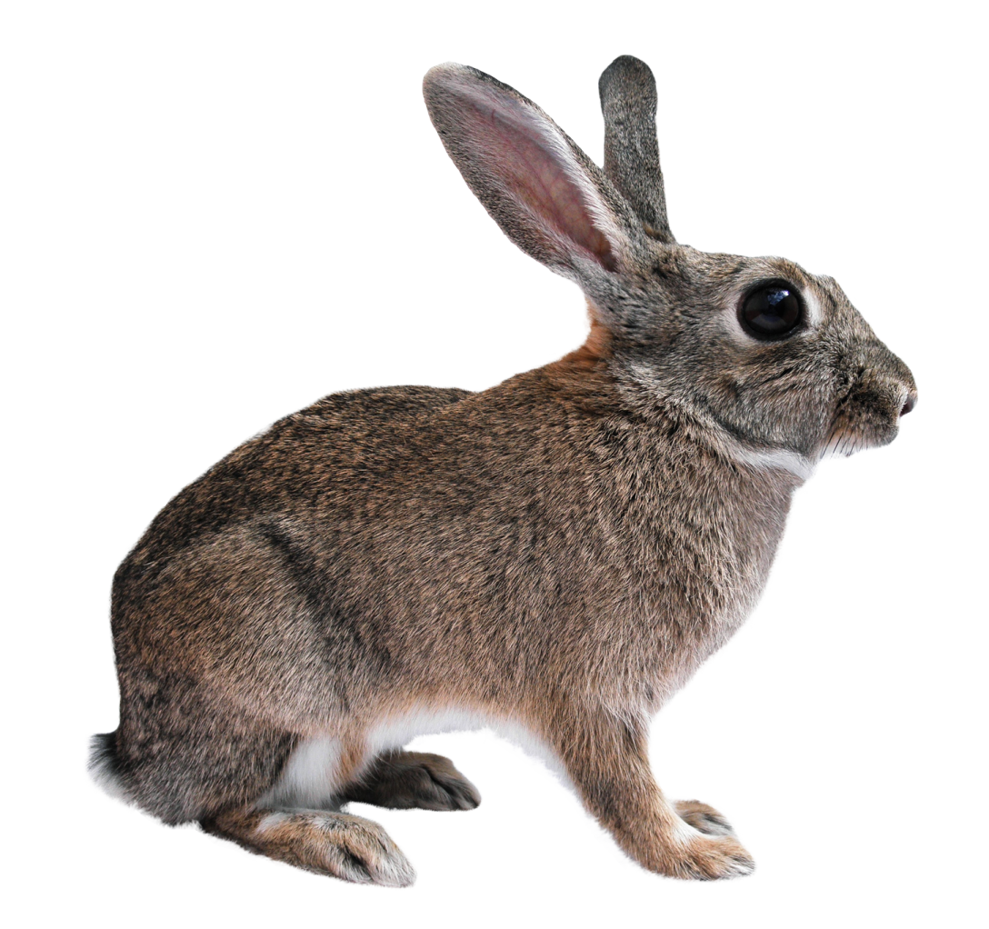 rabbit isolated on a white background