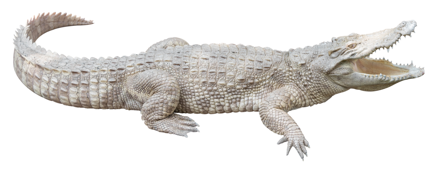 an alligator with its mouth open