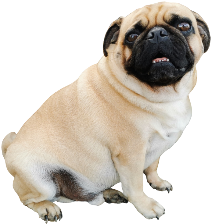 a small pug sitting on the ground