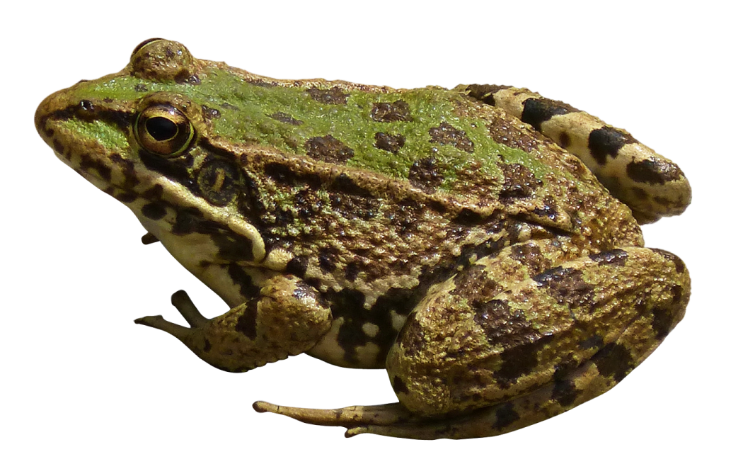 a green frog sitting on top of a white surface