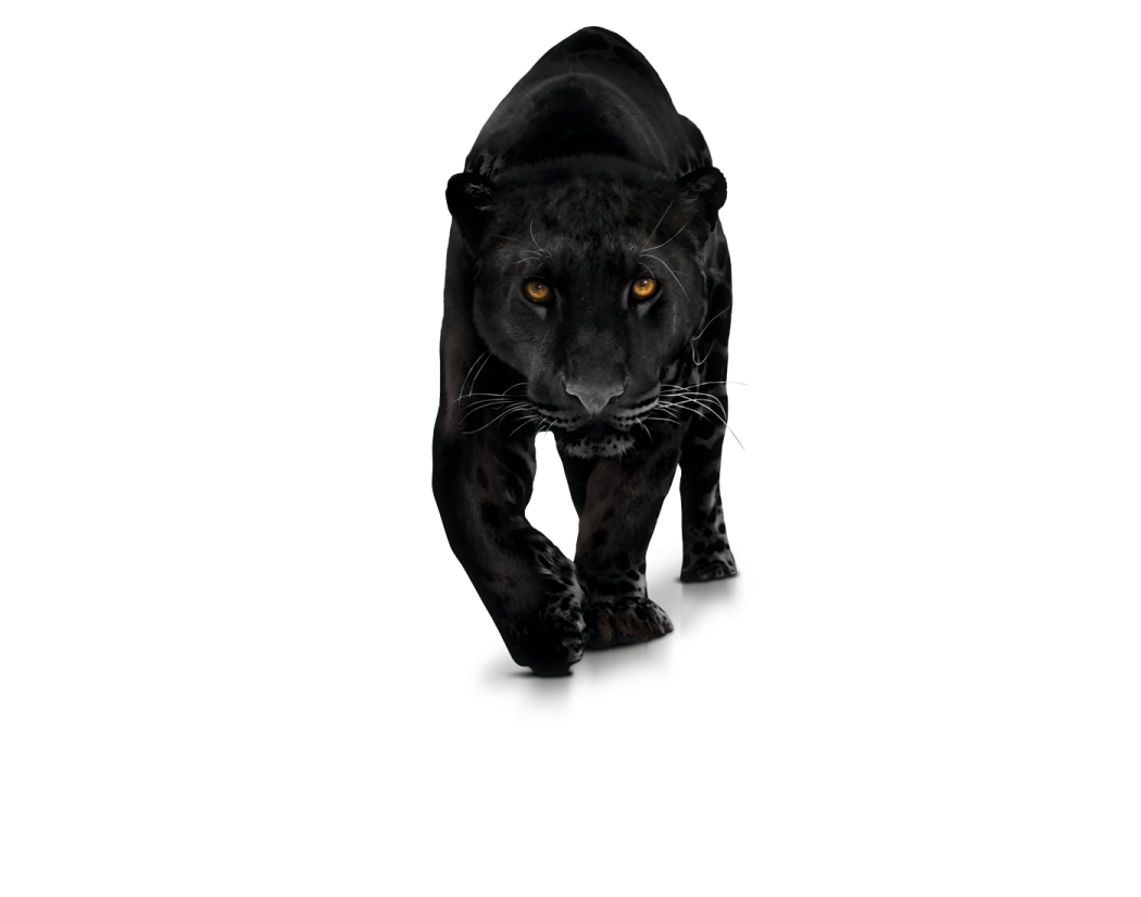 a black panther walking towards the camera