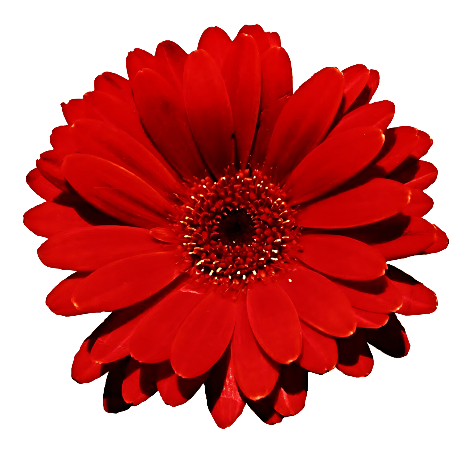 a red flower on a white background