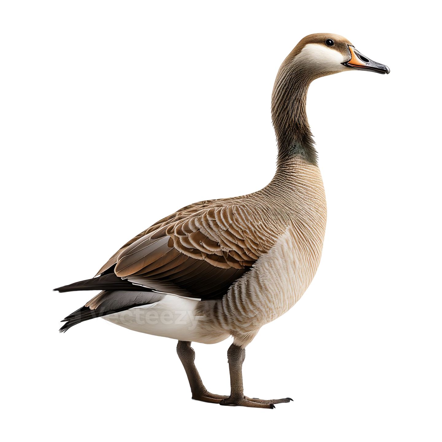a goose standing on a white background