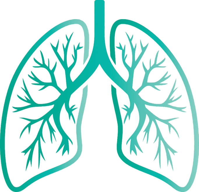 a diagram of the lungs