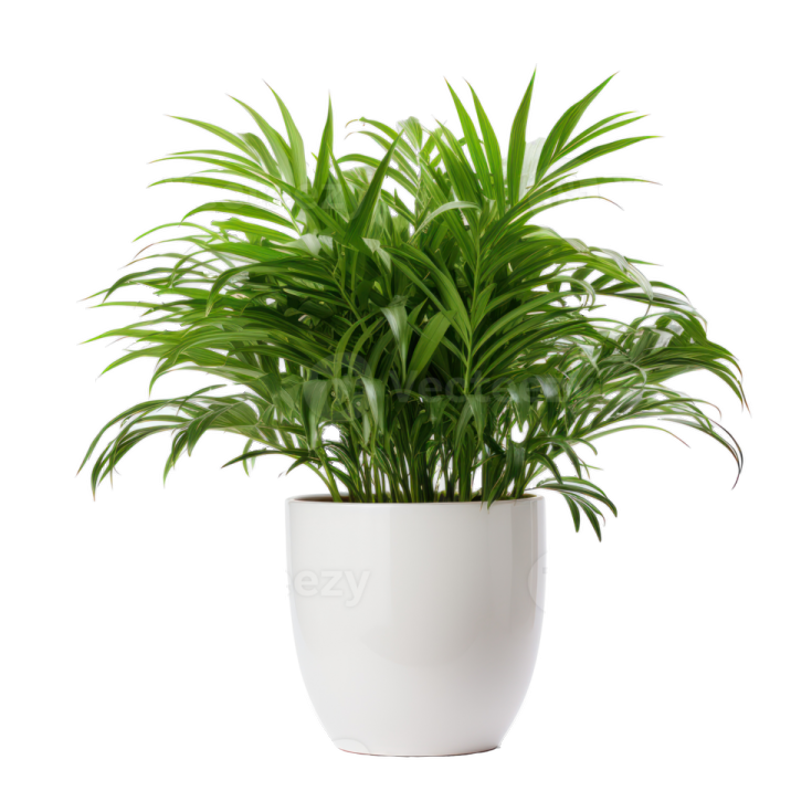 a green plant in a white pot