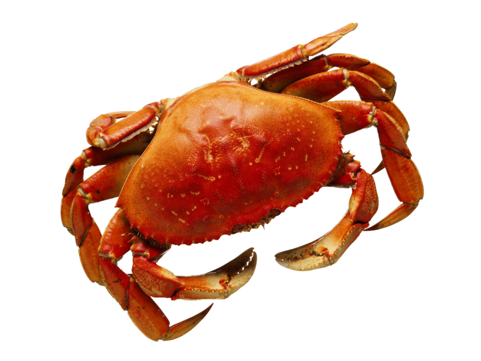 a crab on a white background