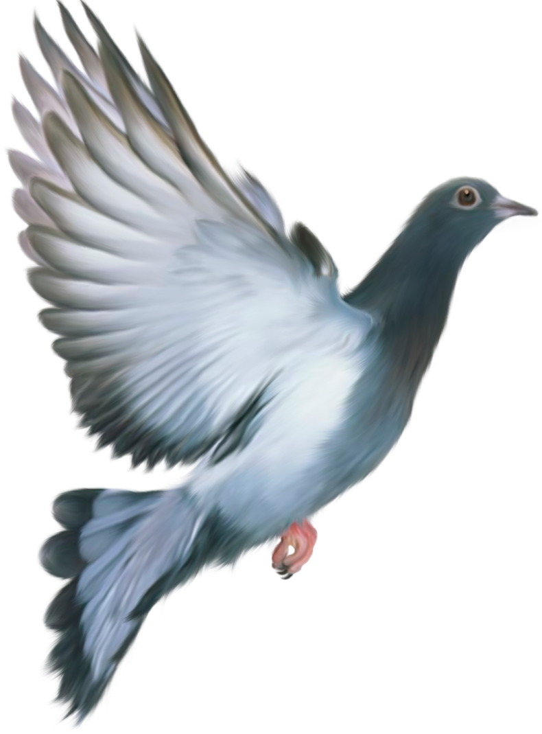 a bird that is flying in the air