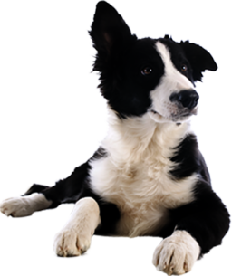 a black and white dog laying on the ground