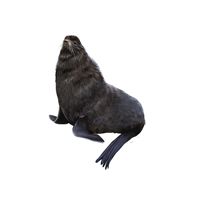 a seal on a white background