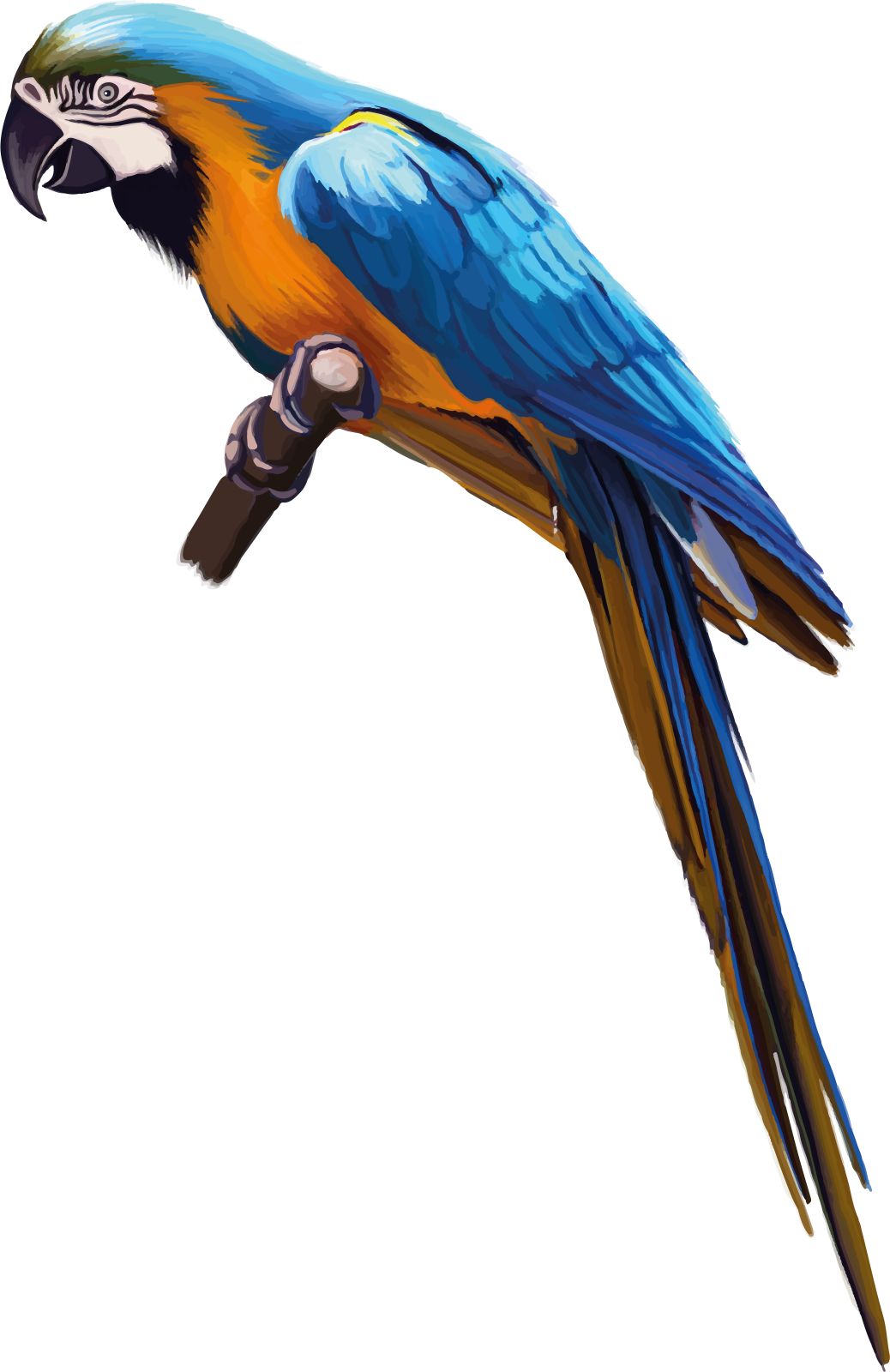 a blue and yellow parrot perched on a branch