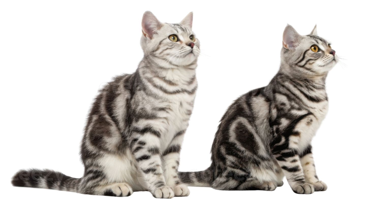 two kittens sitting side by side in front of white background