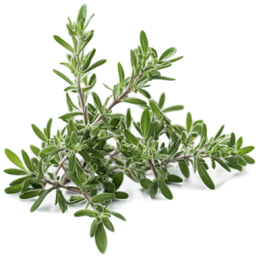 a bunch of sage leaves on a white background
