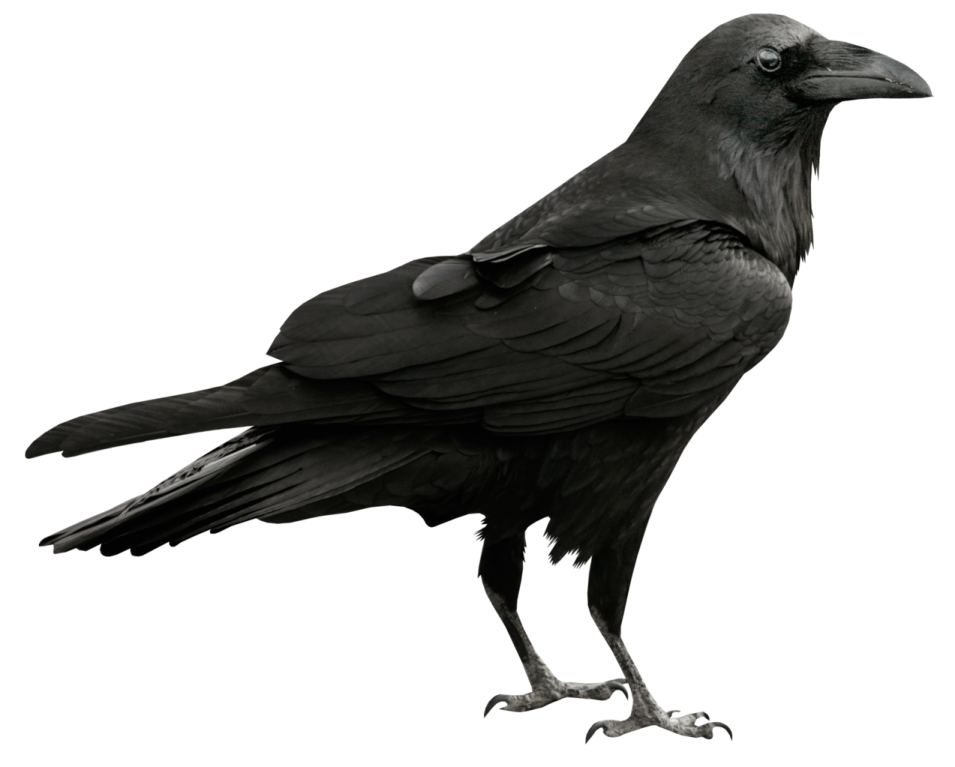 a black bird sitting on top of a white surface