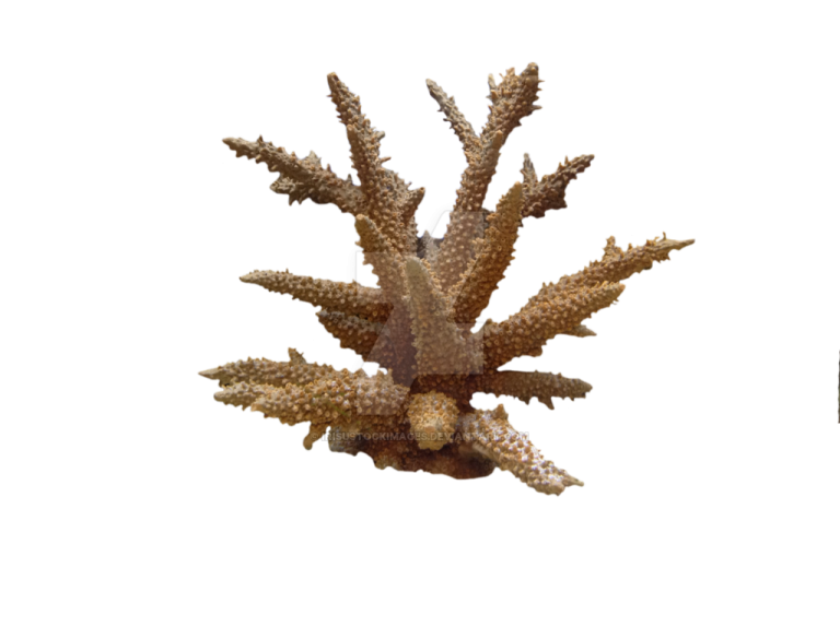 a close up of a plant on a white background