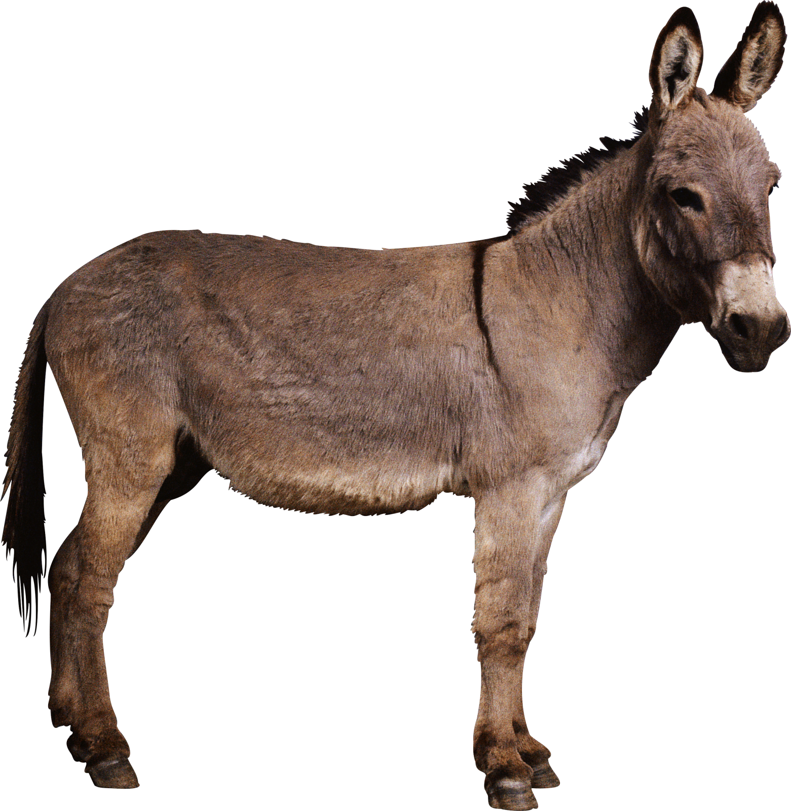 a donkey standing in front of a white background