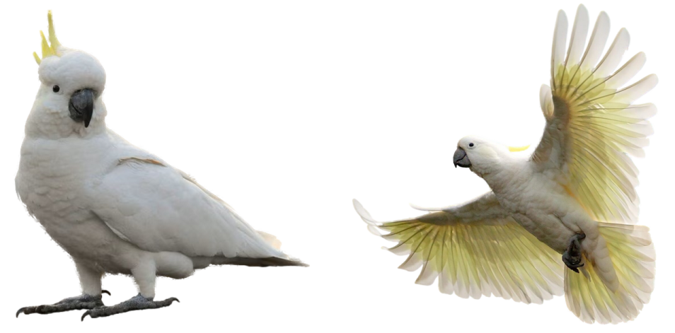 two white and yellow cocks with wings spread