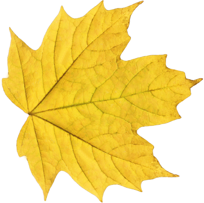 a yellow leaf on a white background