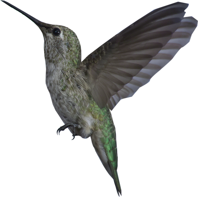 a bird with its wings spread out in the air
