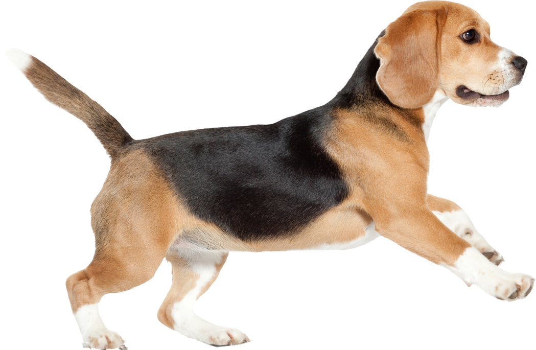a brown and black dog