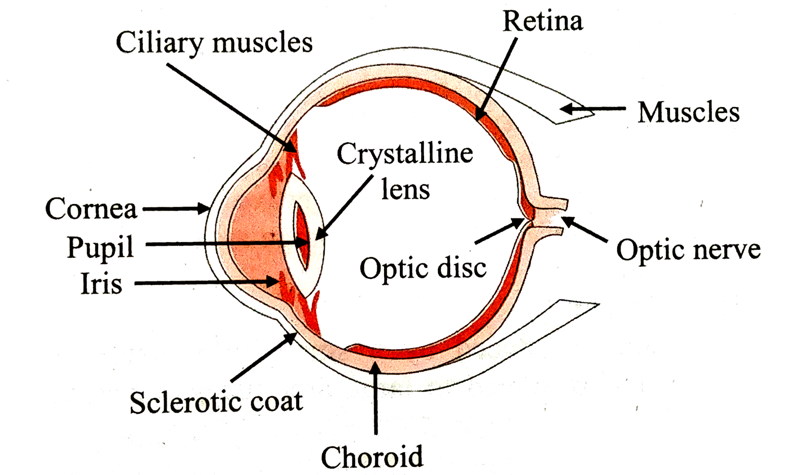 the structure of the eye